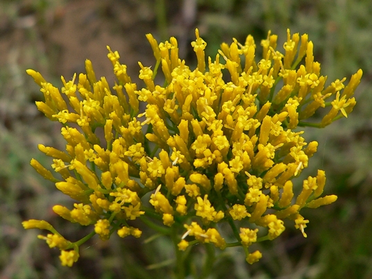 {Bigelowia nuttallii}